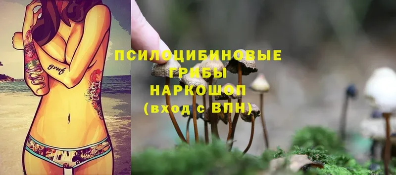 закладка  Аркадак  Псилоцибиновые грибы мицелий 
